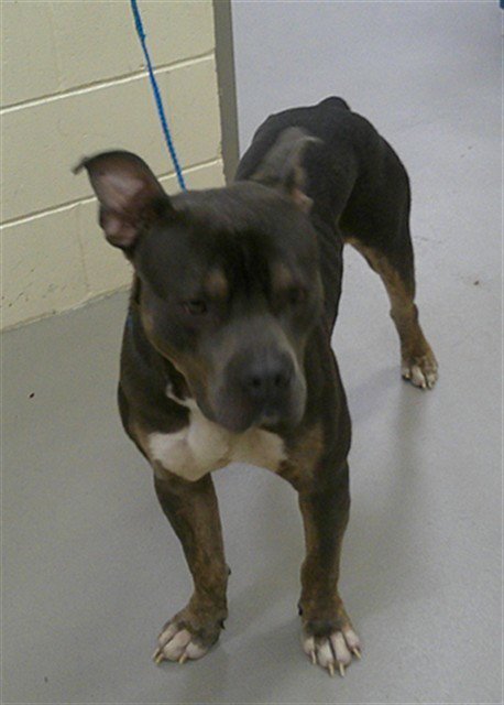 REX - American Bulldog available for adoption