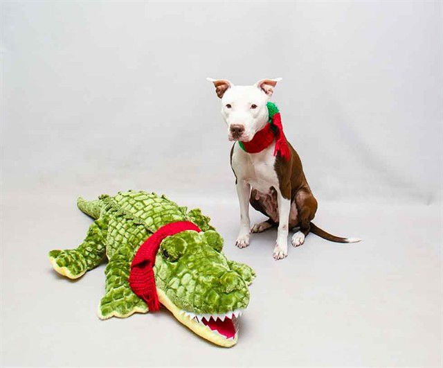 ATOMICA - Terrier available for adoption