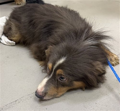 MOON - Australian Shepherd available for adoption