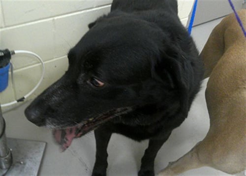 BUDDY - Labrador Retriever available for adoption
