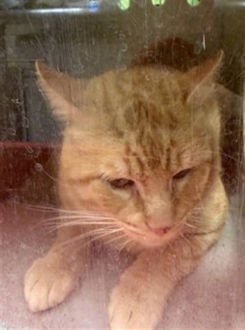 TOM - Domestic Short Hair available for adoption