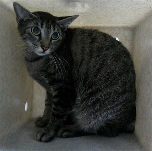 LULU - Domestic Short Hair available for adoption