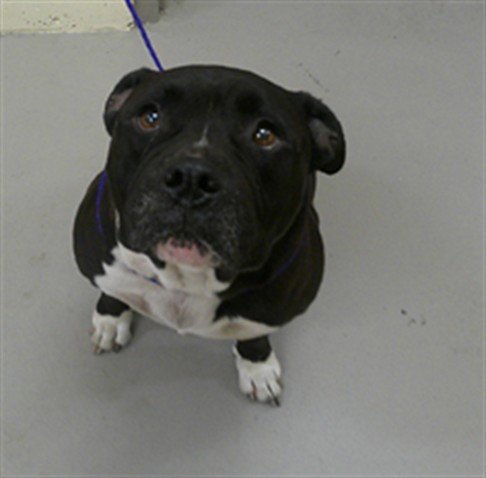 SNUGGLES - Staffordshire Bull Terrier available for adoption