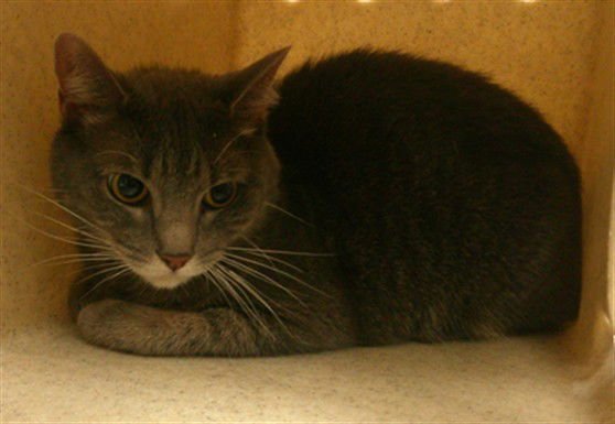 MI-NA - Domestic Short Hair available for adoption