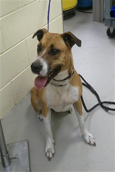 SAMMIE - Boxer available for adoption