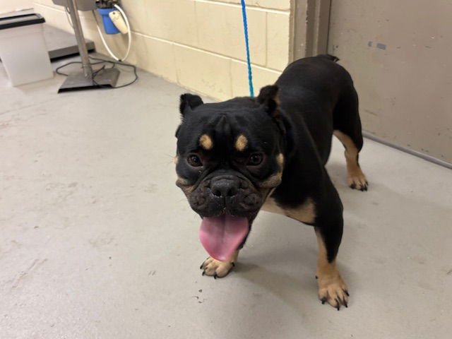 VELMA - Bulldog available for adoption