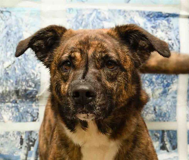 GALA - Hound available for adoption