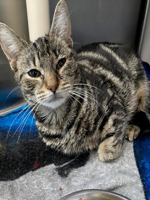 HOOPS - Domestic Short Hair available for adoption