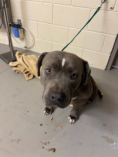 CADBURY - Terrier available for adoption