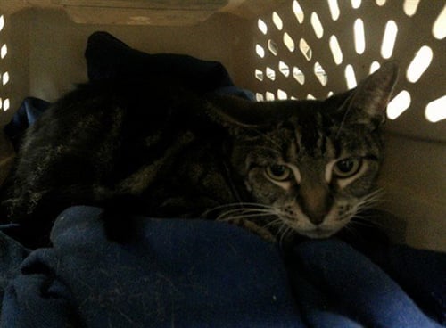 APRIL - Domestic Short Hair available for adoption