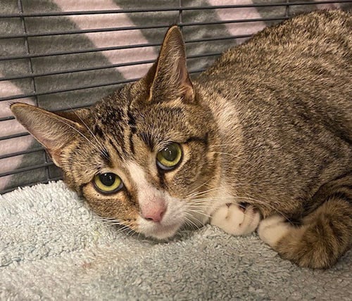 LANI - Domestic Short Hair available for adoption