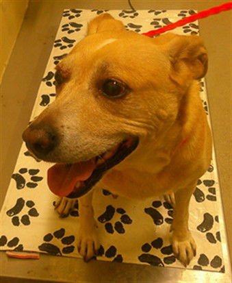 NIKI - Labrador Retriever available for adoption