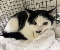 DOMINO - Photo 1