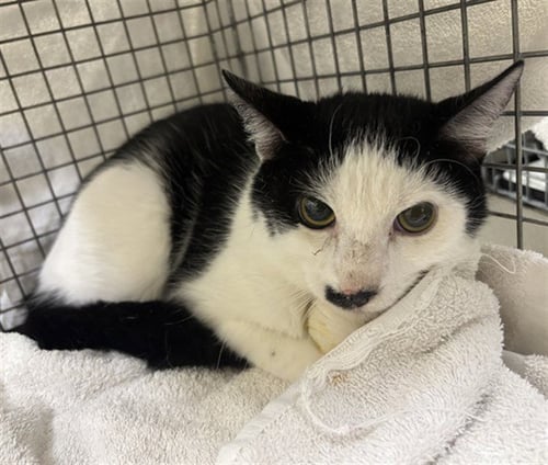 DOMINO - Domestic Short Hair available for adoption