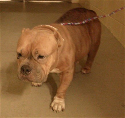 MISS APRICOT - American Bulldog available for adoption