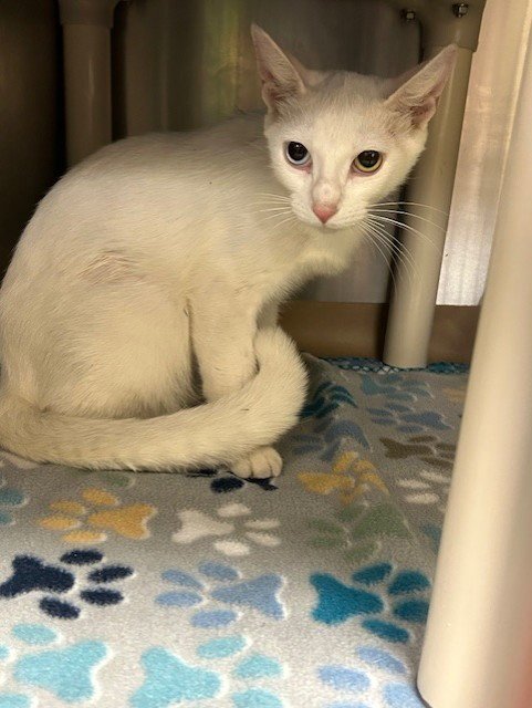 PAISLEY - Domestic Short Hair available for adoption