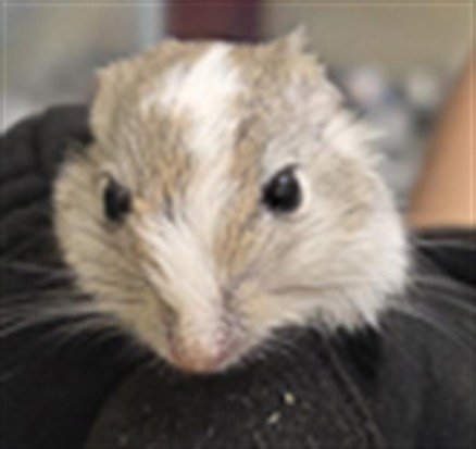 NIBBLES Image