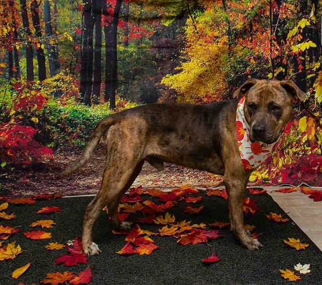 BASIL - Terrier available for adoption