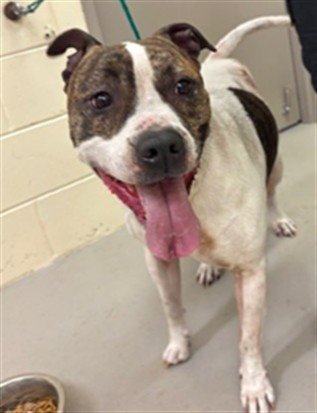 LOUIE - Boxer available for adoption