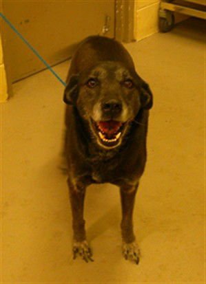 BELLA - Labrador Retriever / Siberian Husky available for adoption