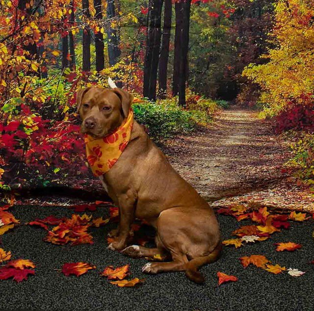 TAFFY - Terrier available for adoption