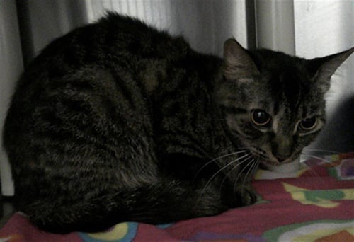 LUNA - Domestic Short Hair available for adoption