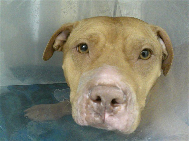 CLOVER - Terrier available for adoption