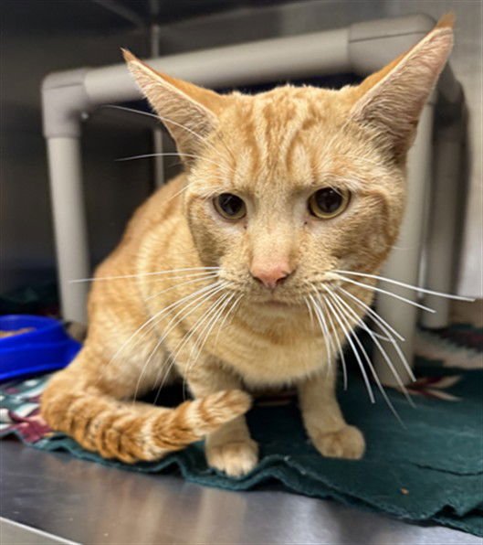 TONY - Domestic Short Hair available for adoption