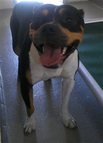 REE - Terrier available for adoption