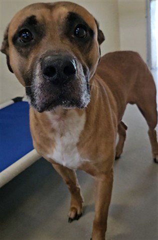 MAX - Black Mouth Cur available for adoption