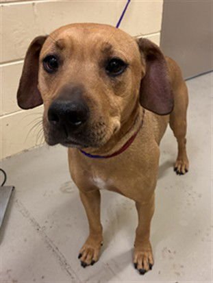 TRIXIE - Black Mouth Cur available for adoption