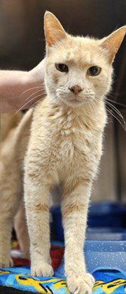LOUISA - Domestic Short Hair available for adoption