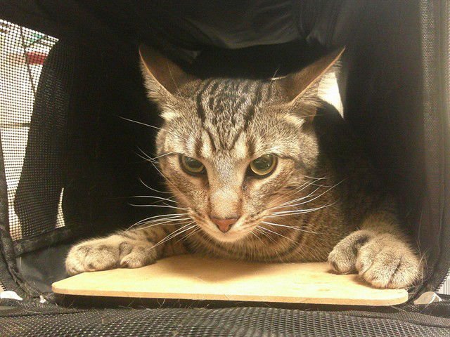 ABU - Domestic Short Hair available for adoption