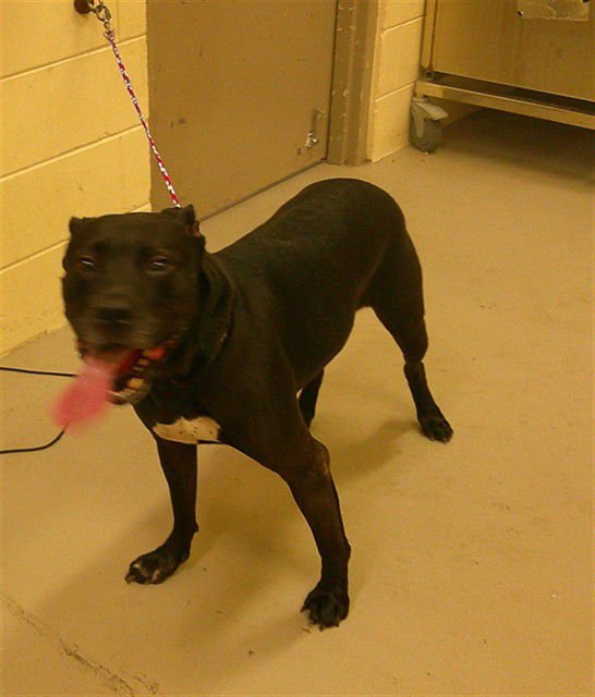 ROCCO - Terrier available for adoption