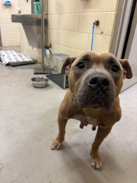 TOFFEE - Terrier available for adoption