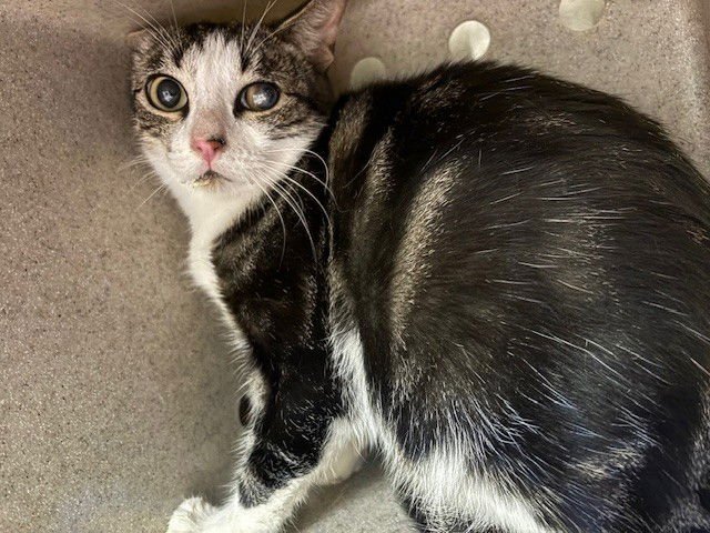 TREASURE - Domestic Short Hair available for adoption