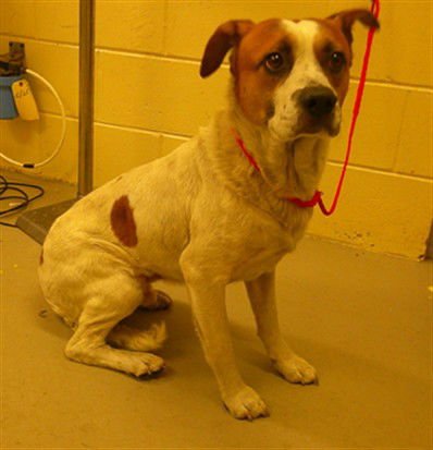 BILBO - Terrier available for adoption