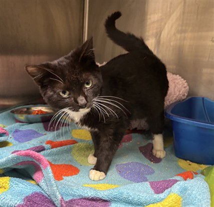 WOBBLES - Domestic Short Hair available for adoption