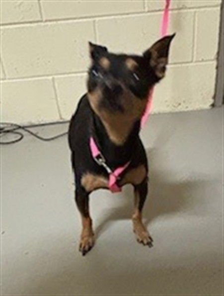 VENUS - Miniature Pinscher available for adoption