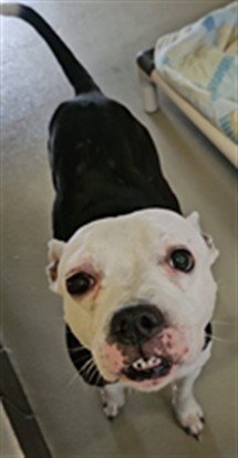 ALPHA - Terrier available for adoption