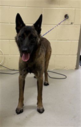 TRIGGER - Belgian Shepherd Malinois available for adoption