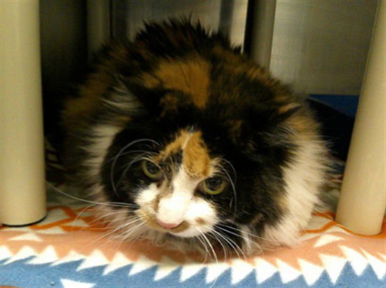 XENA - Domestic Long Hair available for adoption