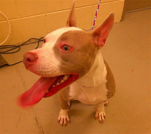 AMA - Terrier available for adoption