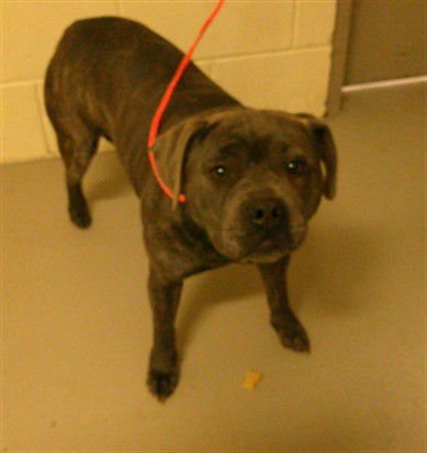 VAL - Staffordshire Bull Terrier available for adoption