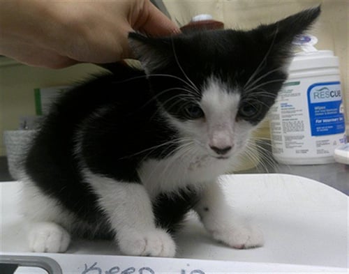 GEORGE - Domestic Short Hair available for adoption