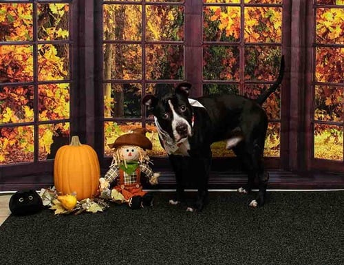 AUGUST - Boxer available for adoption