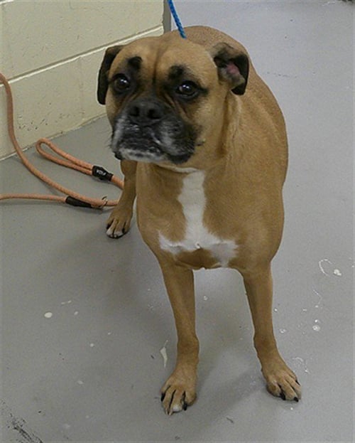 PENELOPE - Boxer available for adoption