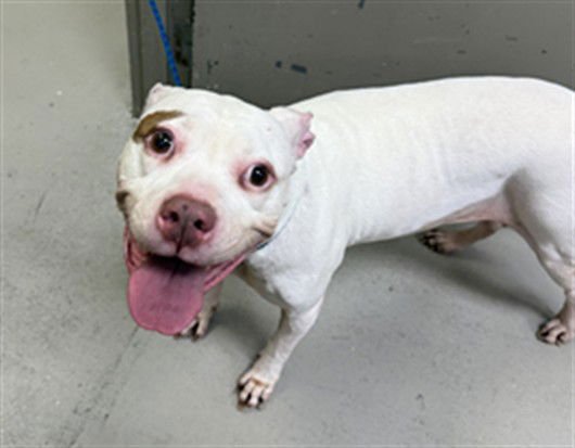 BAMBI - Terrier available for adoption