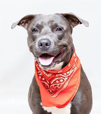 JAXSON - Photo 1