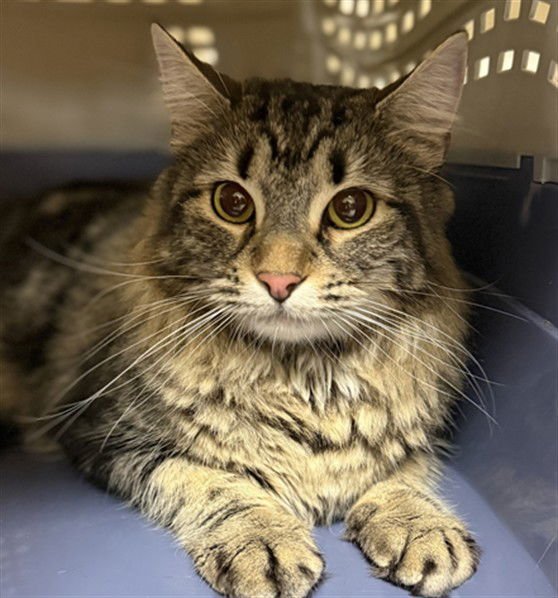 BANGLE - Maine Coon available for adoption